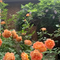 Deborah Bremer profile photo